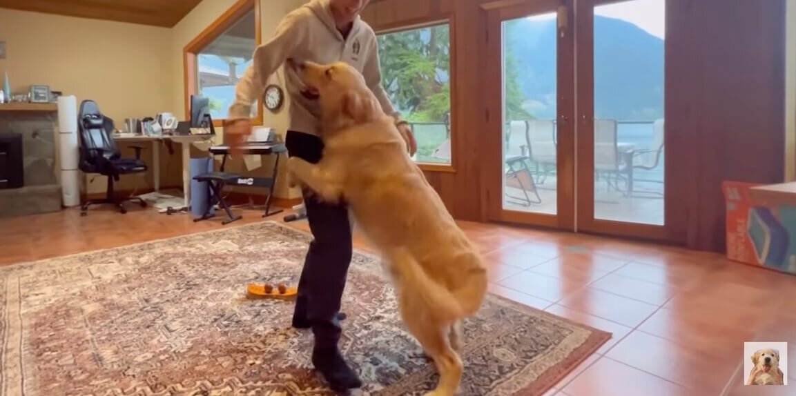 ゴールデンレトリーバー,動画