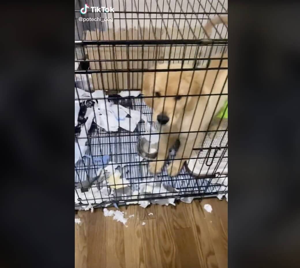 ゴールデンレトリーバー,動画