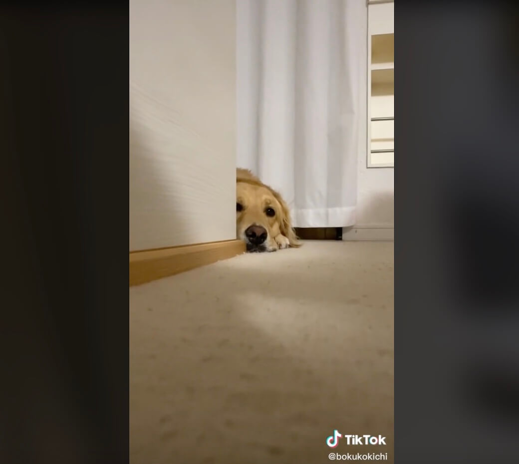 ゴールデンレトリーバー,動画