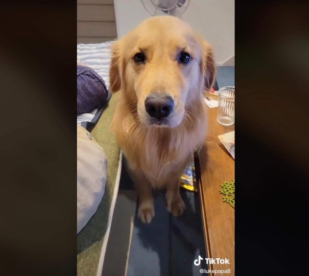 ゴールデンレトリーバー,動画