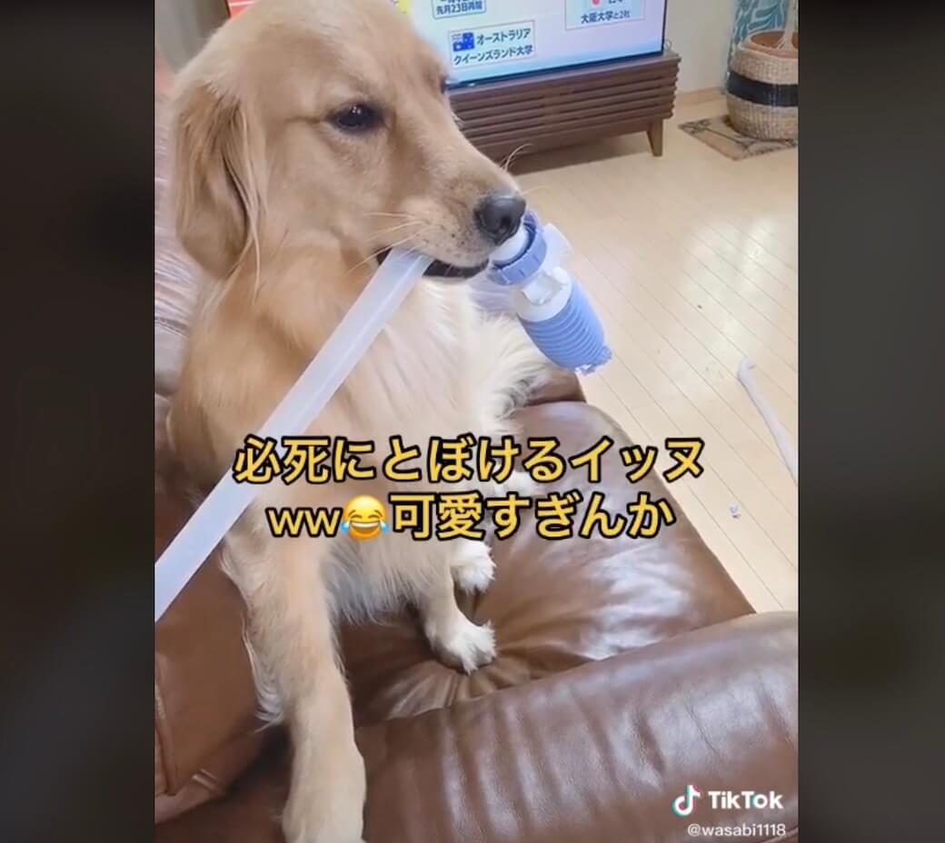 ゴールデンレトリーバー,動画