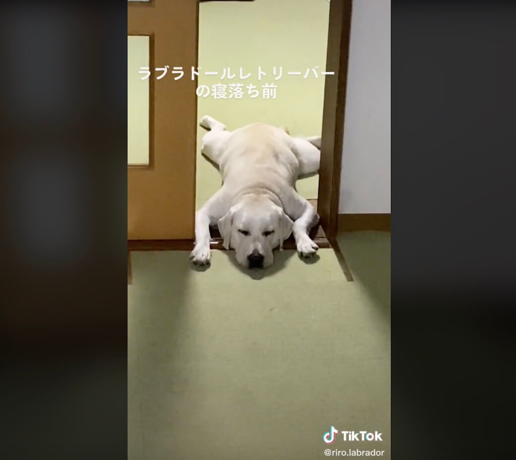 ラブラドールレトリーバー,動画