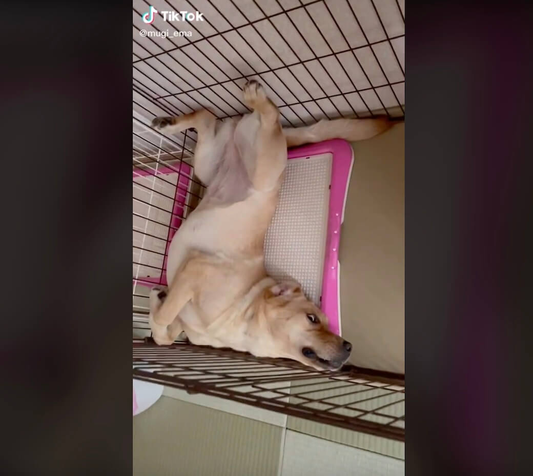 ラブラドールレトリーバー,動画