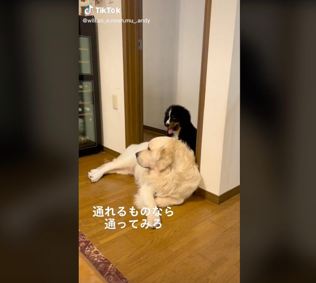 ゴールデンレトリーバー,動画