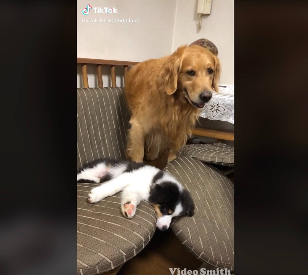 ゴールデンレトリーバー,動画