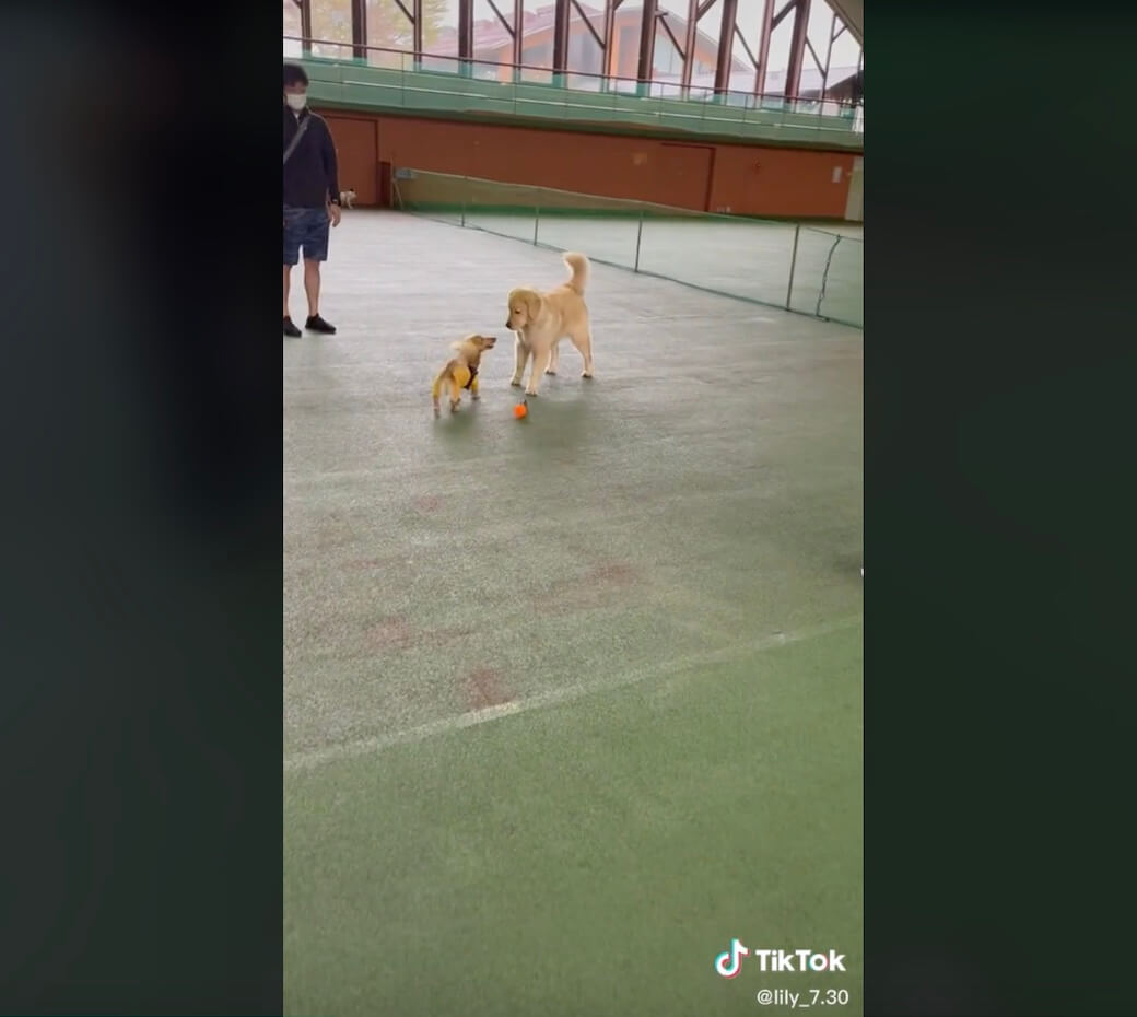 ゴールデンレトリーバー,動画