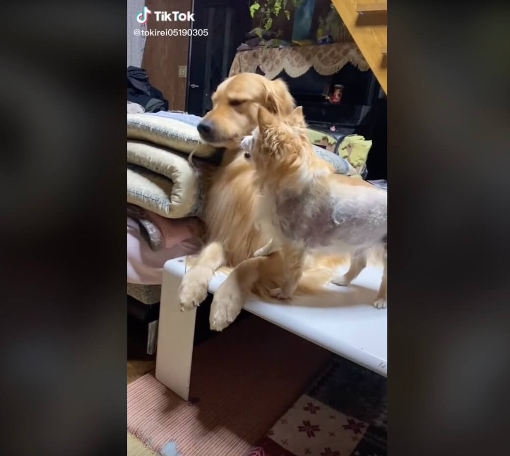 ゴールデンレトリーバー,動画