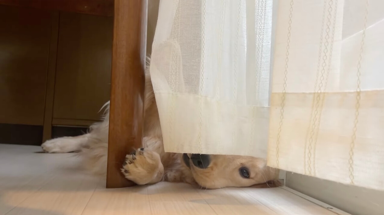 ゴールデンレトリーバー,動画