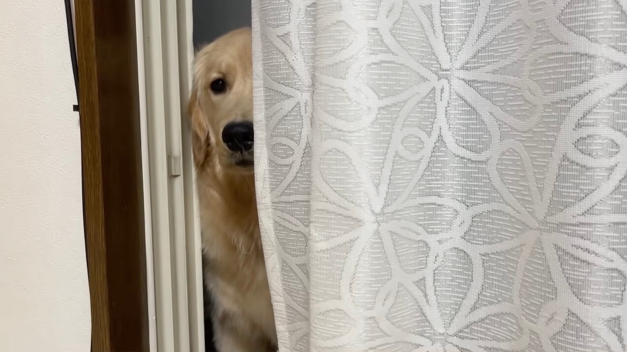 ゴールデンレトリーバー,動画