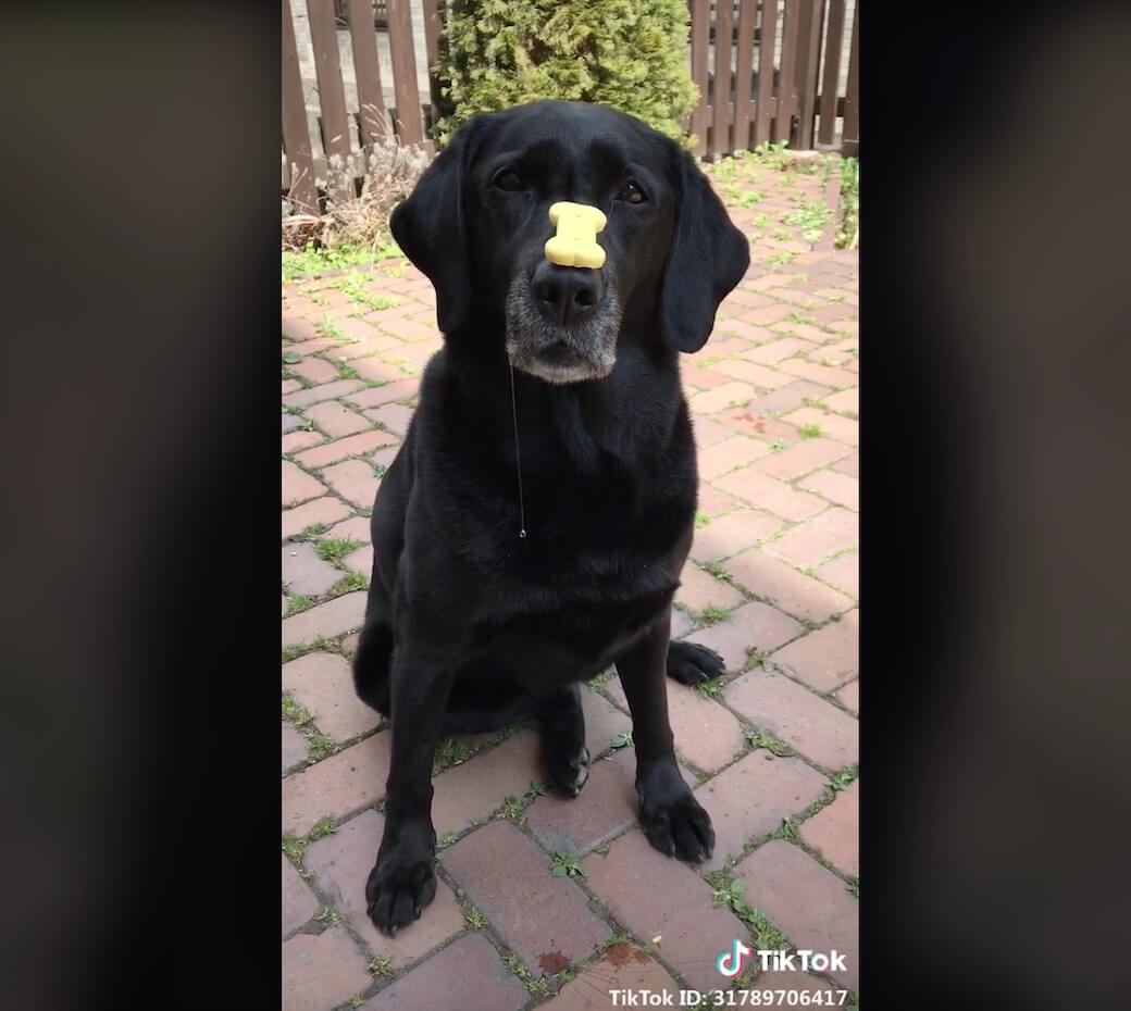 ラブラドールレトリーバー,動画