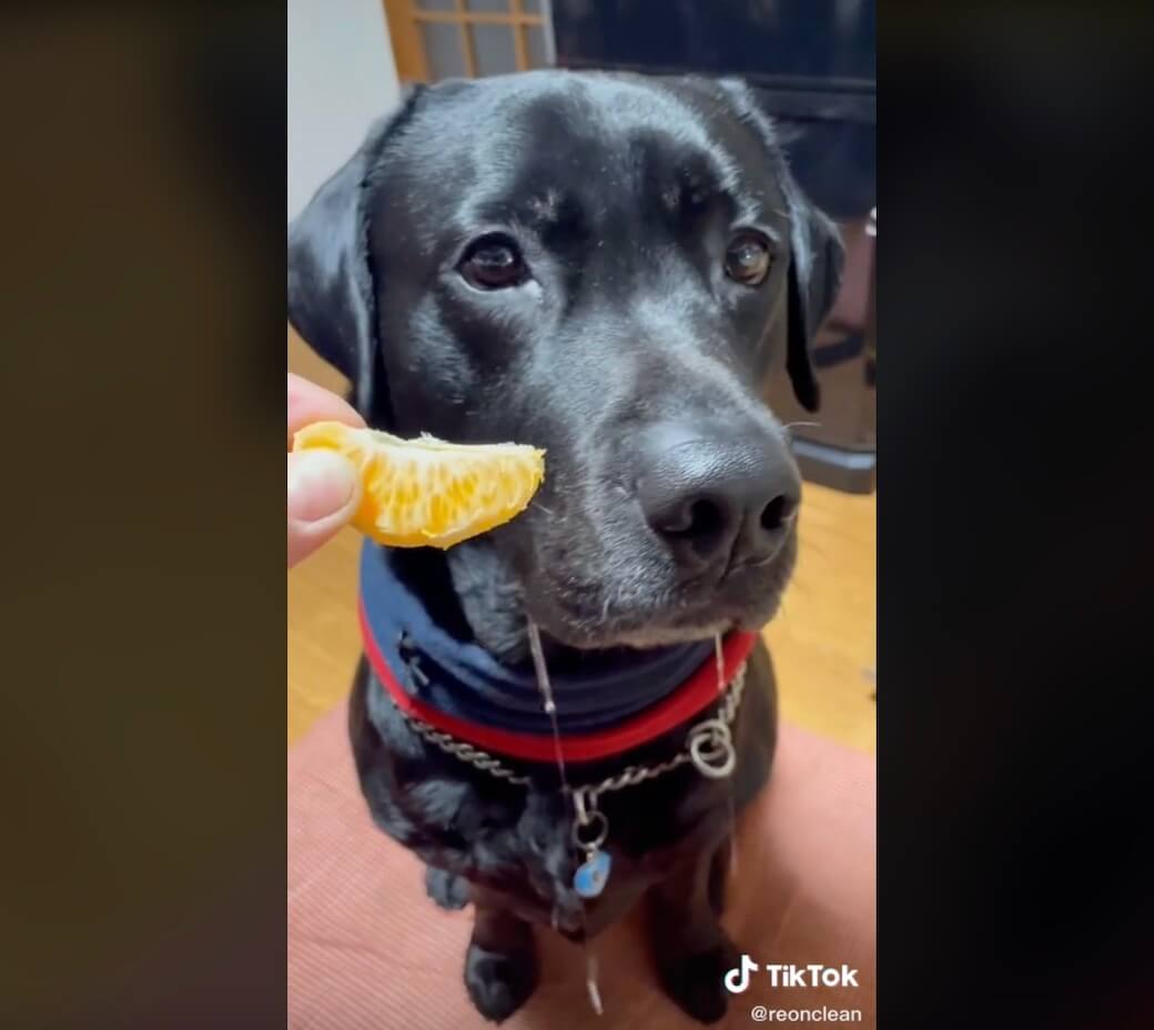 ラブラドールレトリーバー,動画