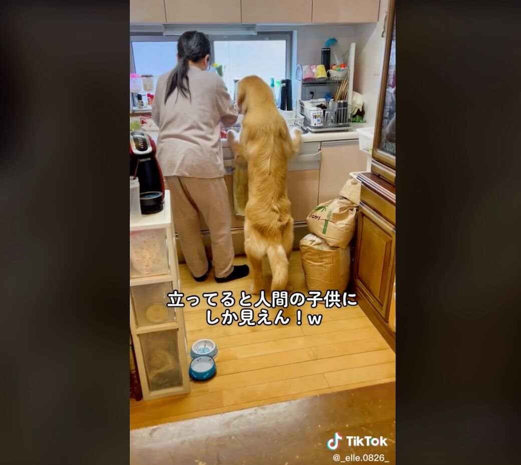 ゴールデンレトリーバー,動画