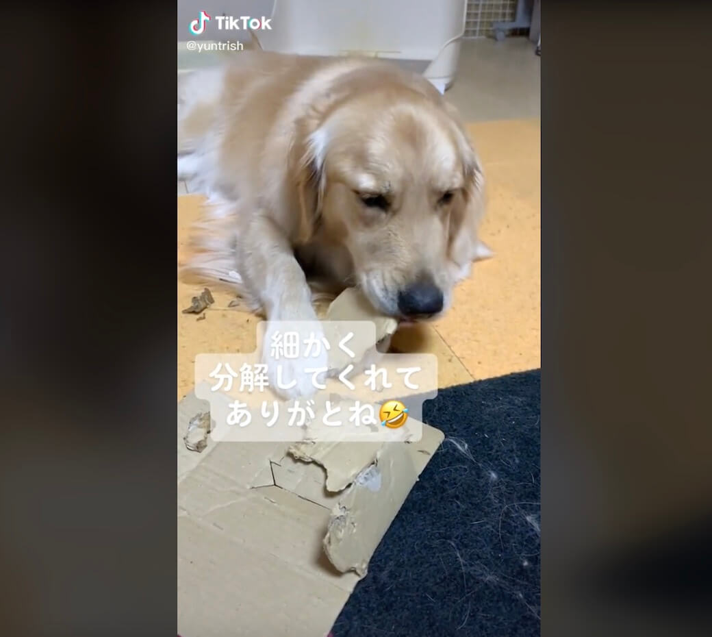 ゴールデンレトリーバー,動画