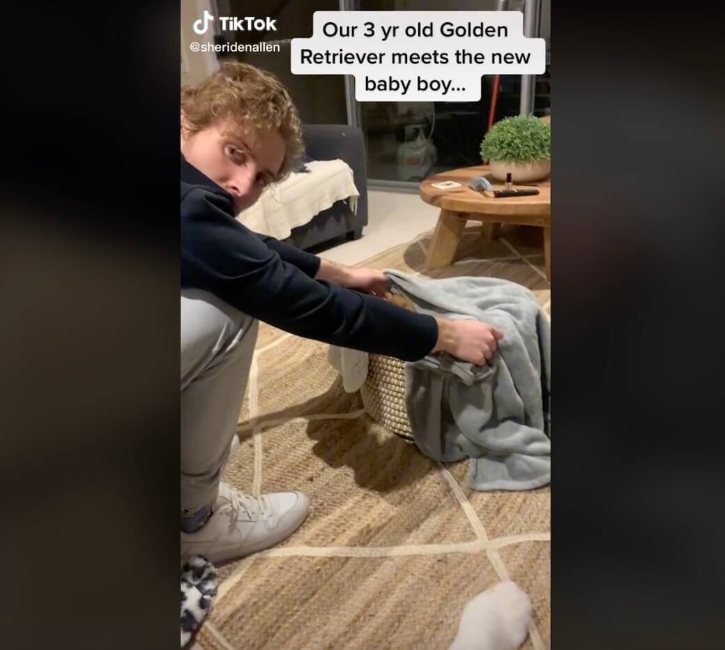 ゴールデンレトリーバー,動画