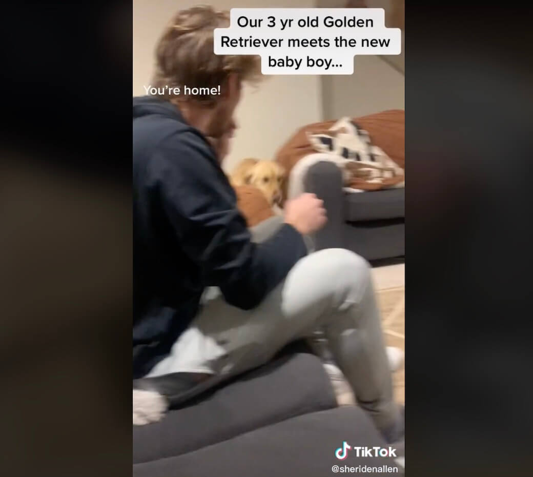 ゴールデンレトリーバー,動画