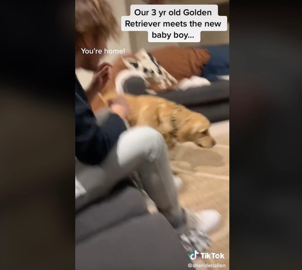 ゴールデンレトリーバー,動画