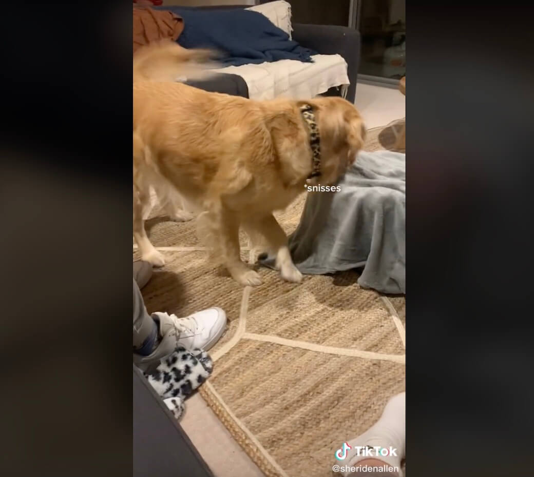 ゴールデンレトリーバー,動画