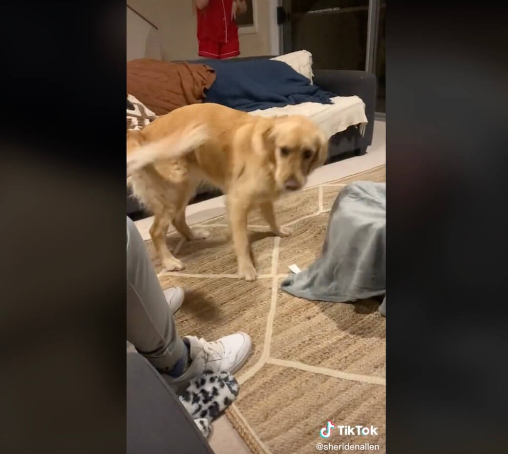 ゴールデンレトリーバー,動画