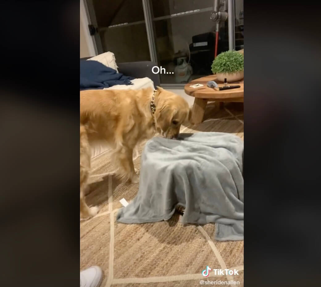 ゴールデンレトリーバー,動画