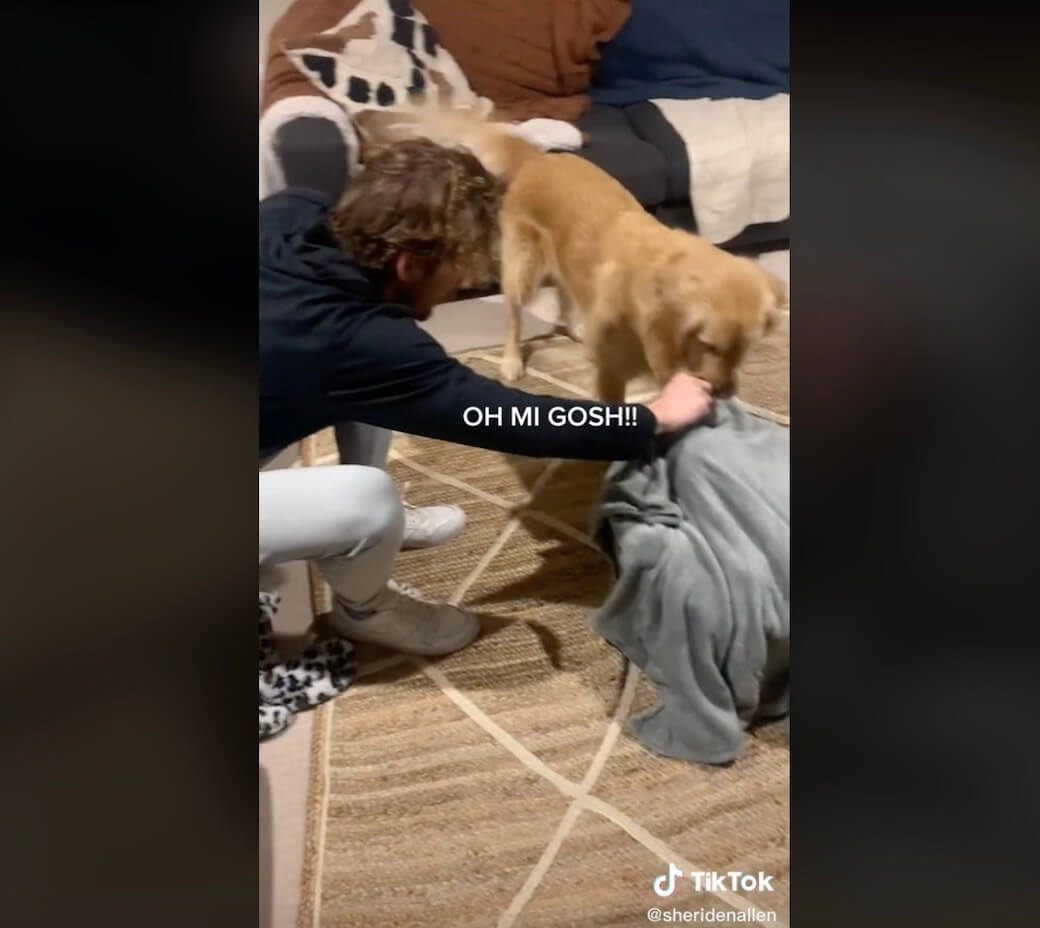 ゴールデンレトリーバー,動画