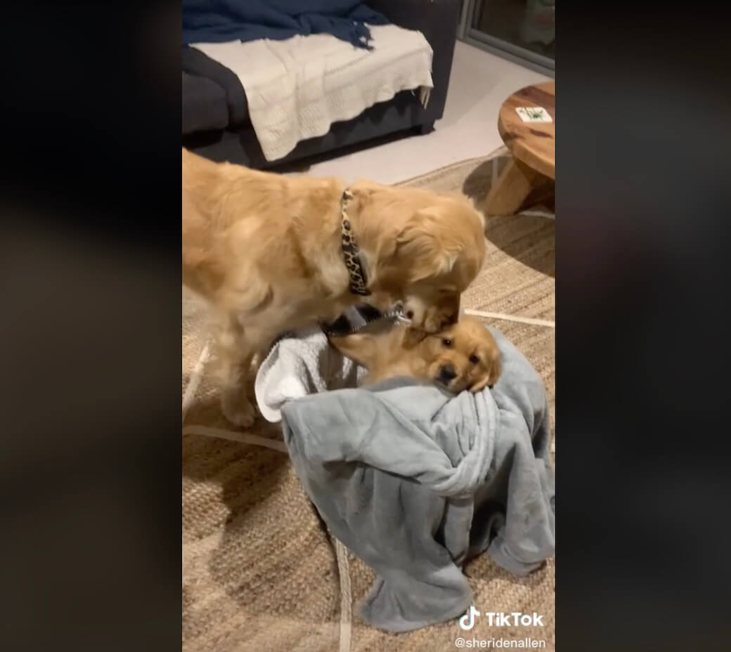 ゴールデンレトリーバー,動画