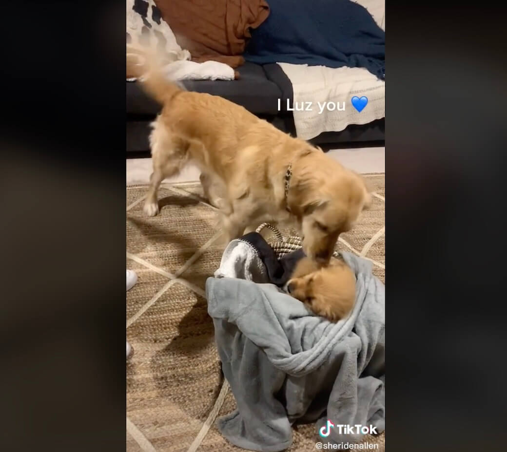 ゴールデンレトリーバー,動画