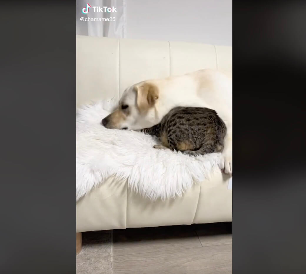 ラブラドールレトリーバー,動画