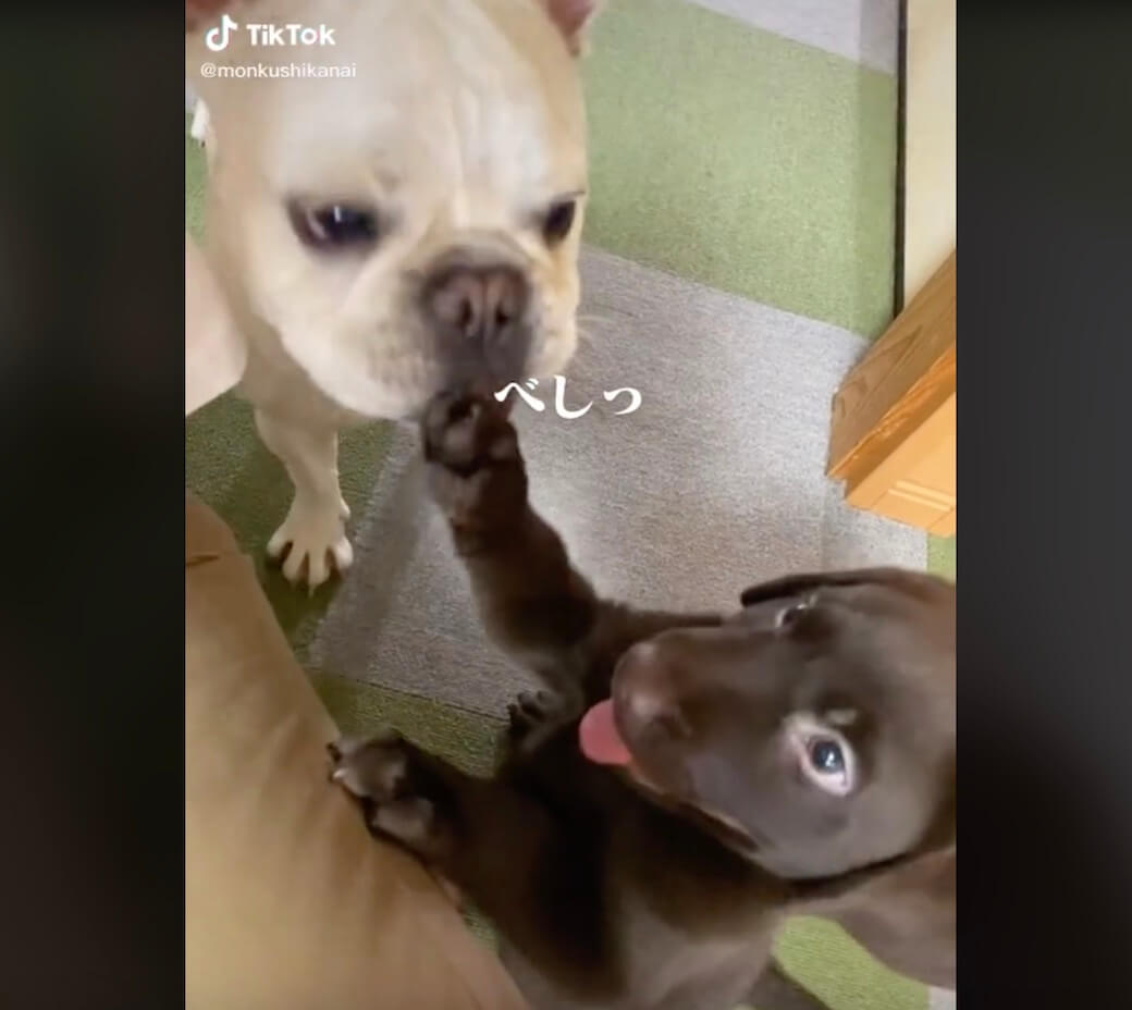 ラブラドールレトリーバー,動画