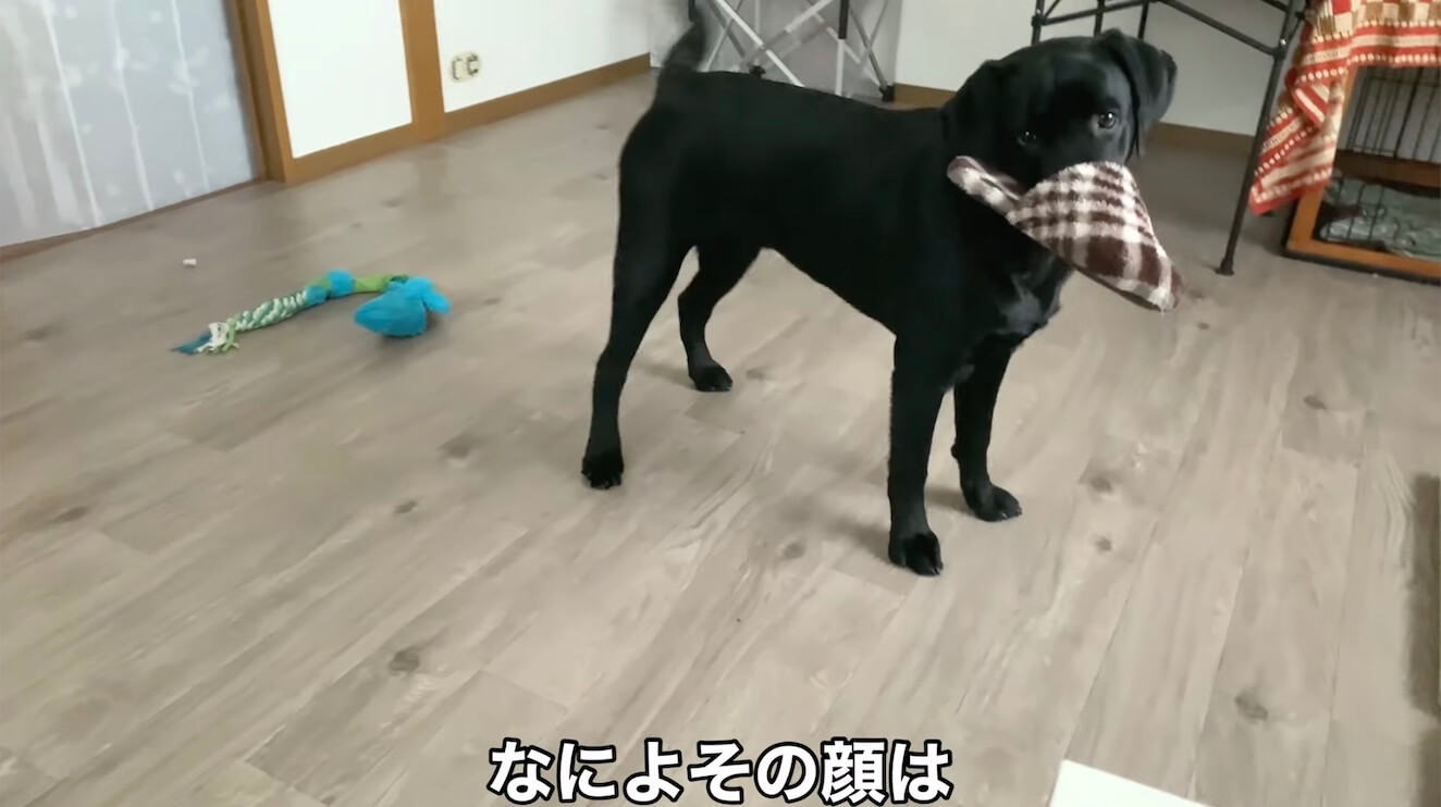 ラブラドールレトリーバー,動画