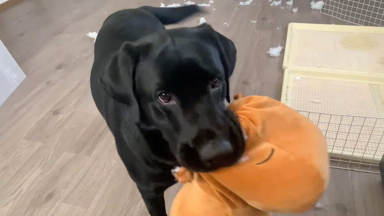 ラブラドールレトリーバー,動画