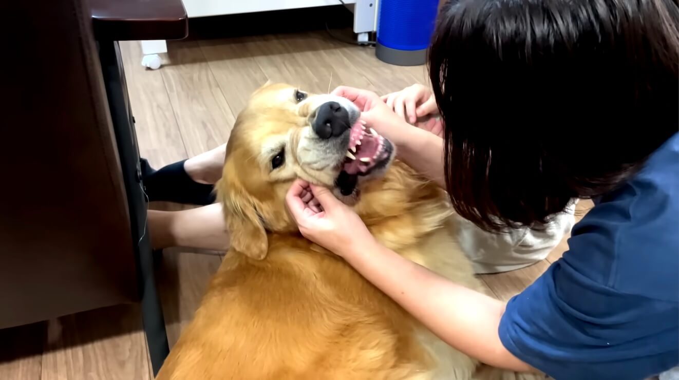 ゴールデンレトリーバー,動画