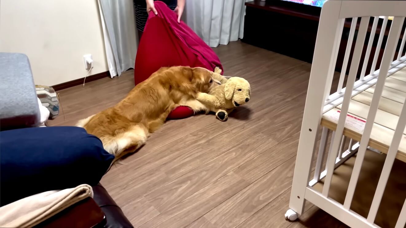 ゴールデンレトリーバー,動画