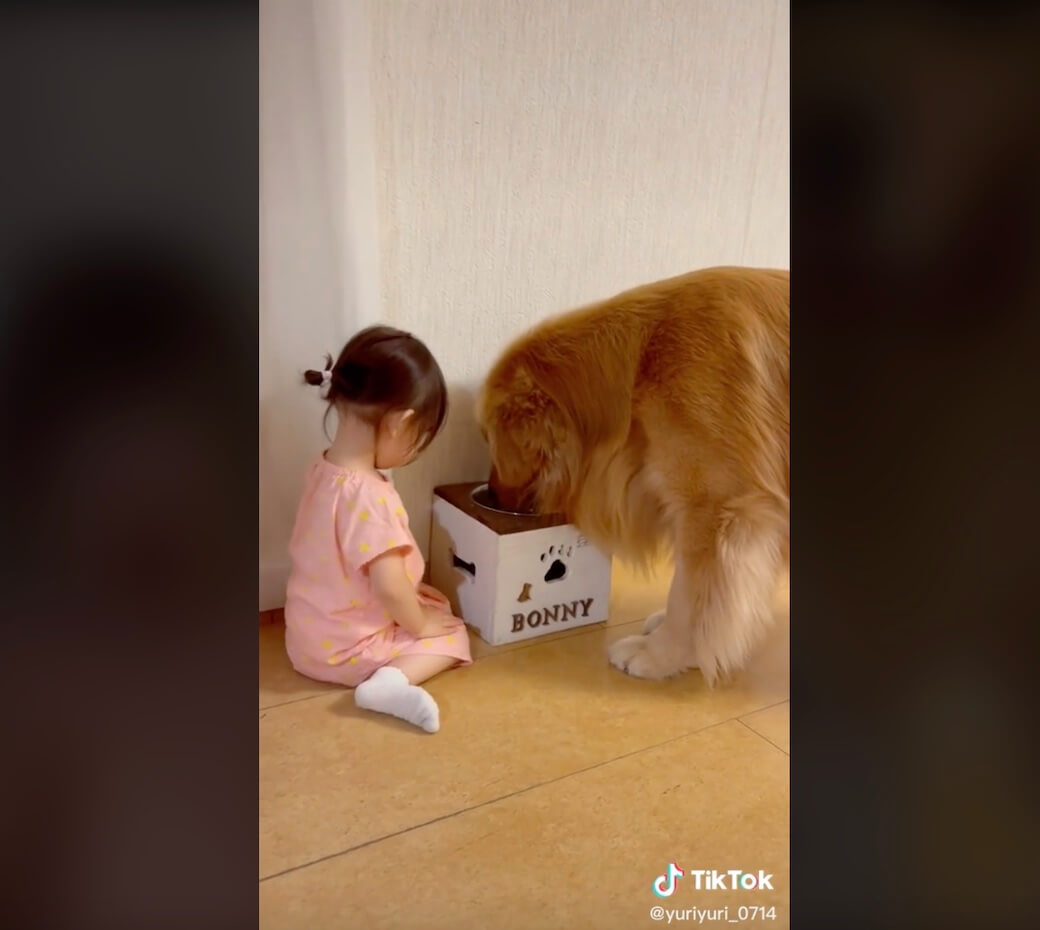 ゴールデンレトリーバー,動画