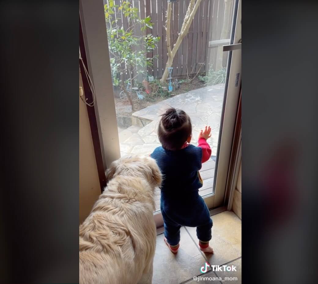 ゴールデンレトリーバー,動画