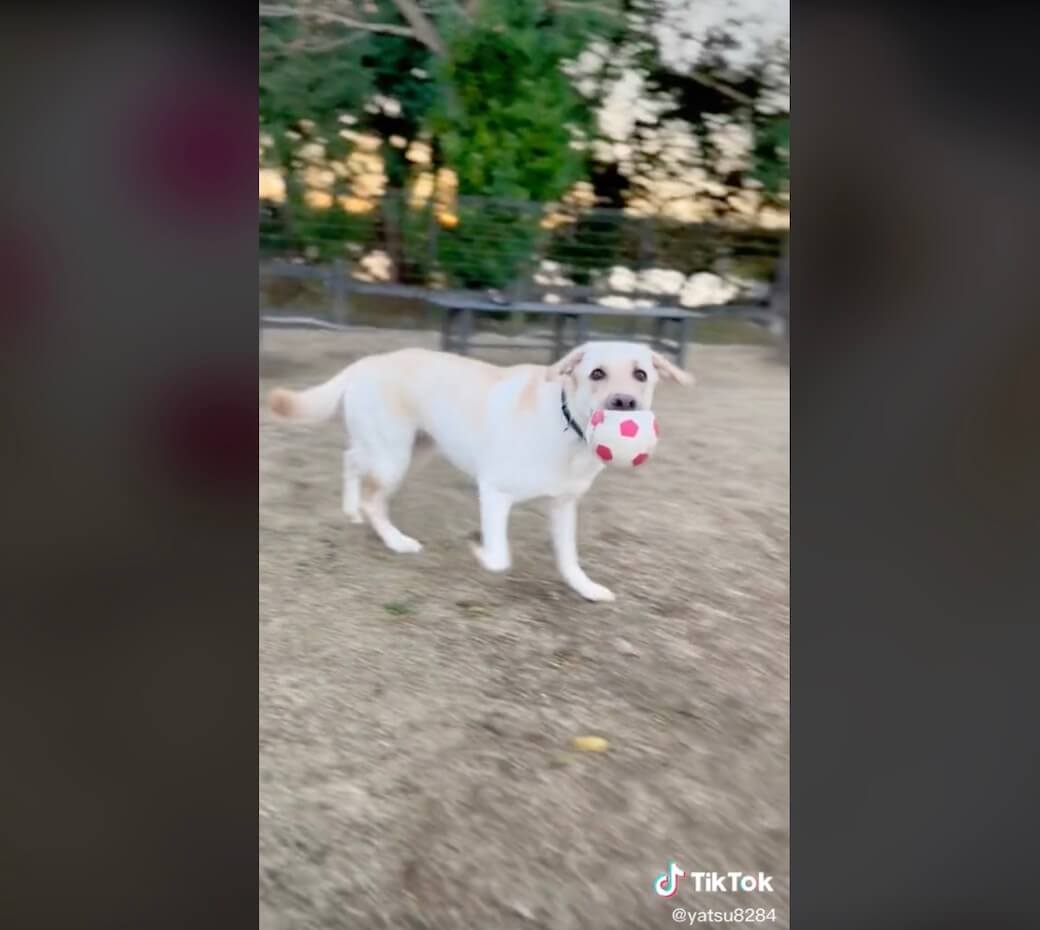 ラブラドールレトリーバー,動画