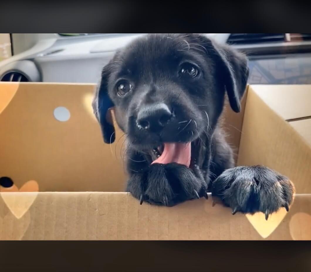 ラブラドールレトリーバー,動画