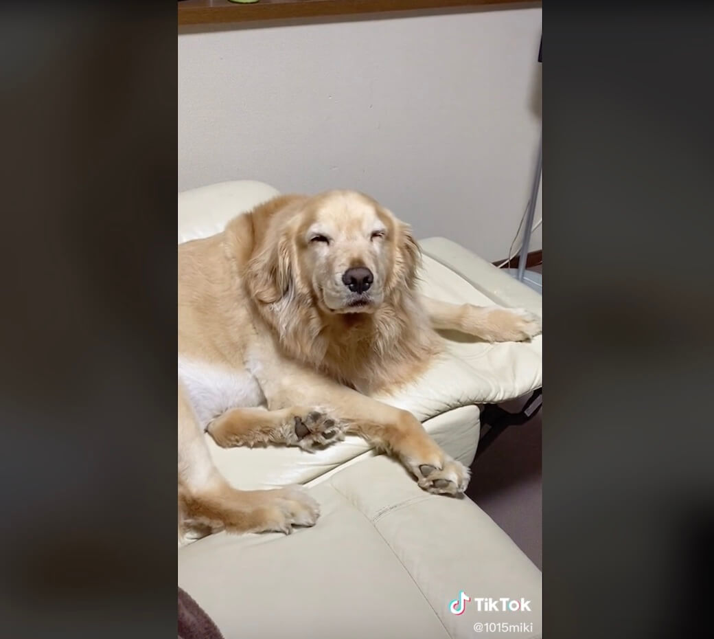 ゴールデンレトリーバー,動画