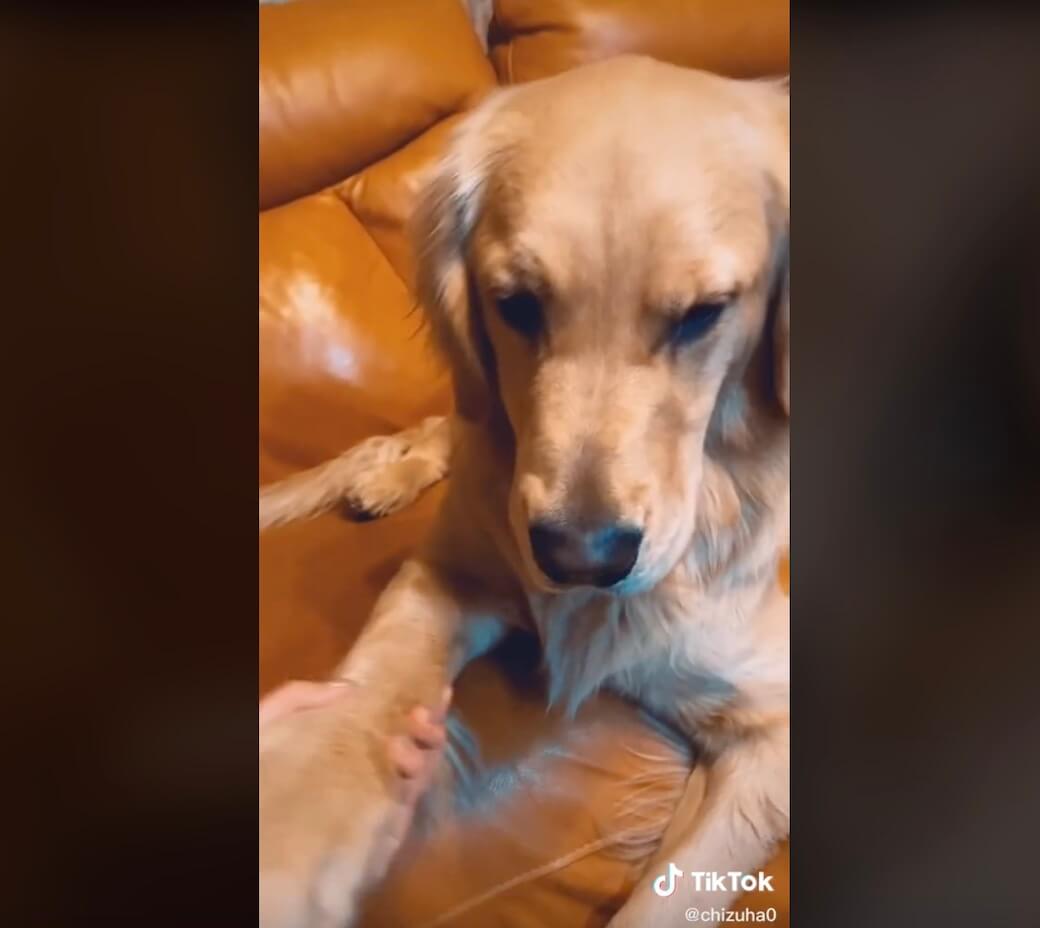 ゴールデンレトリーバー,動画