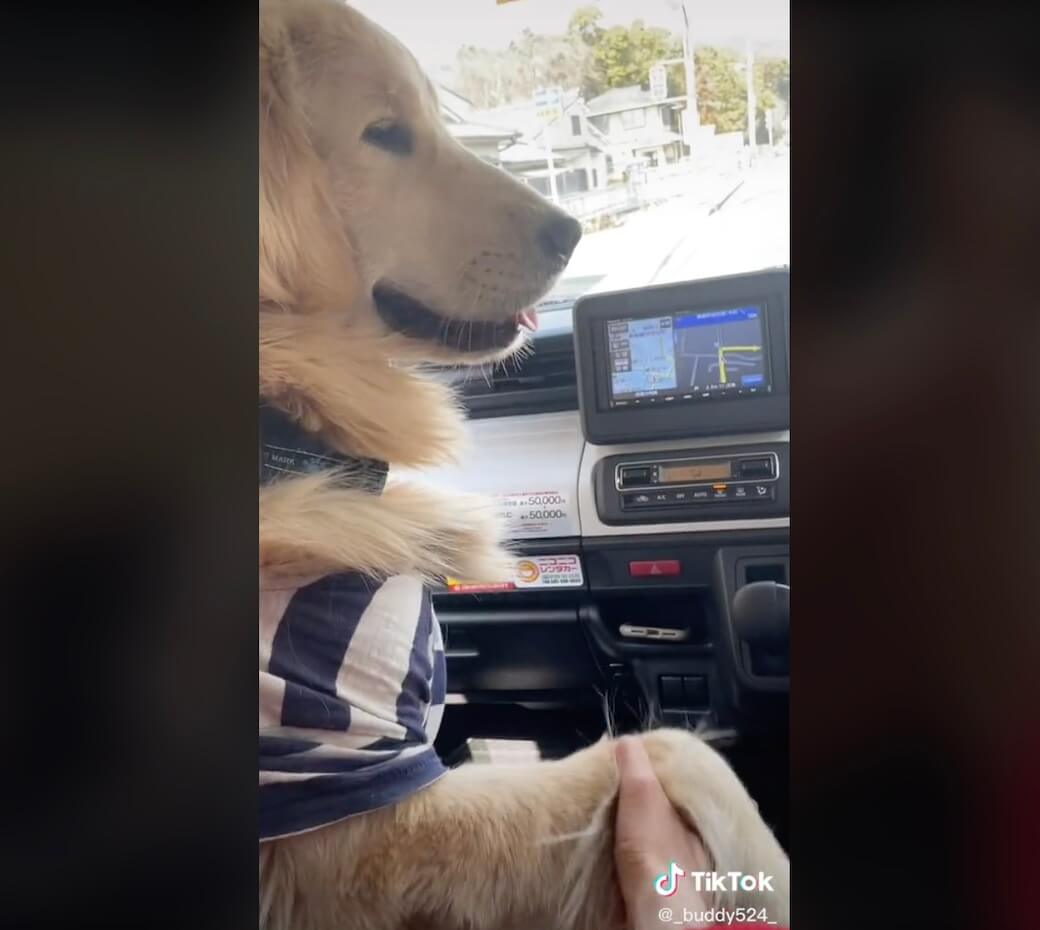 ゴールデンレトリーバー,動画