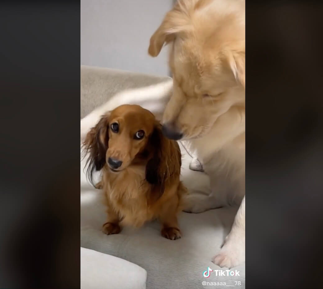 ゴールデンレトリーバー,動画