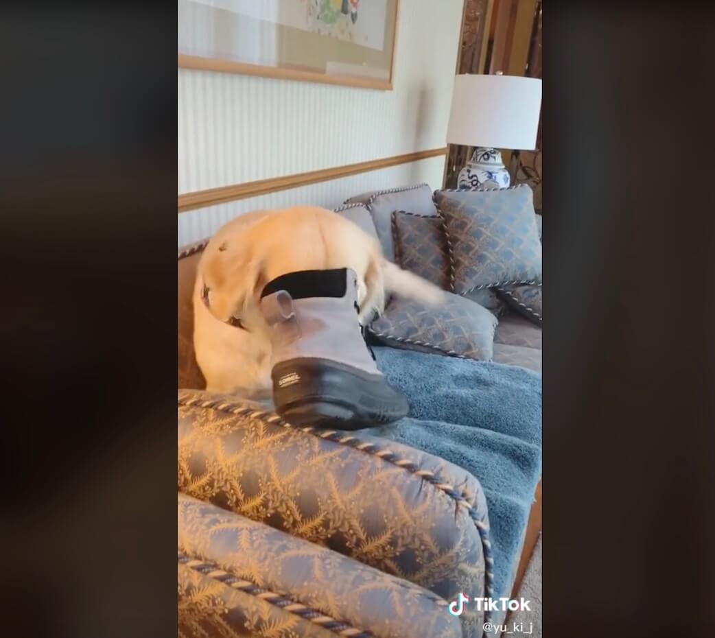 ゴールデンレトリーバー,動画