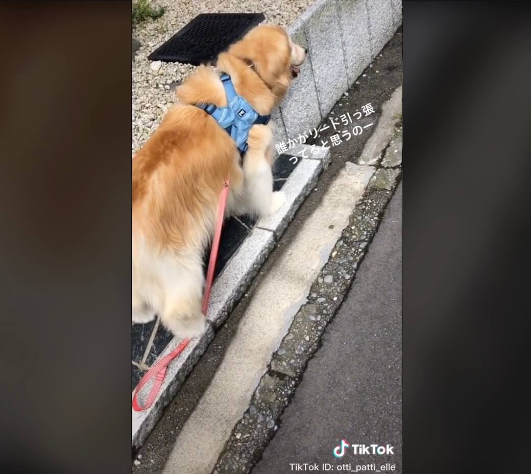 ゴールデンレトリーバー,動画