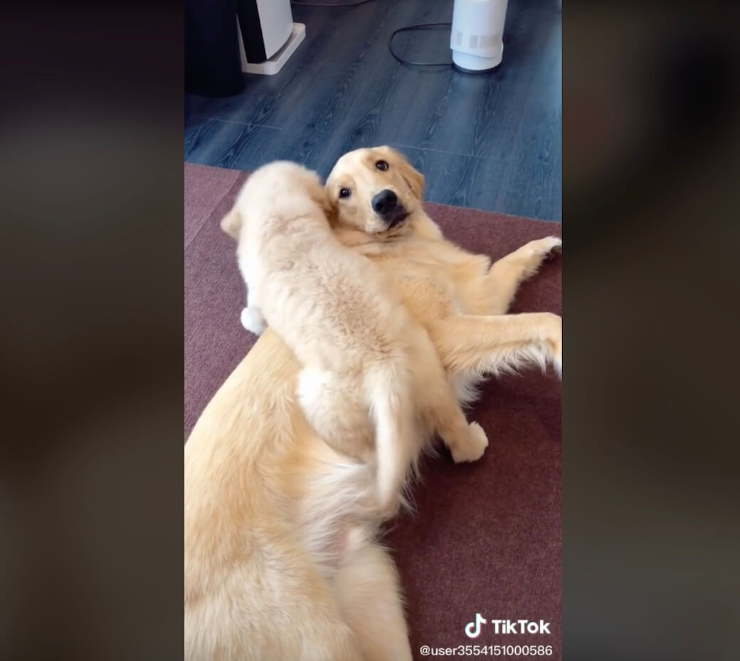 ゴールデンレトリーバー,動画