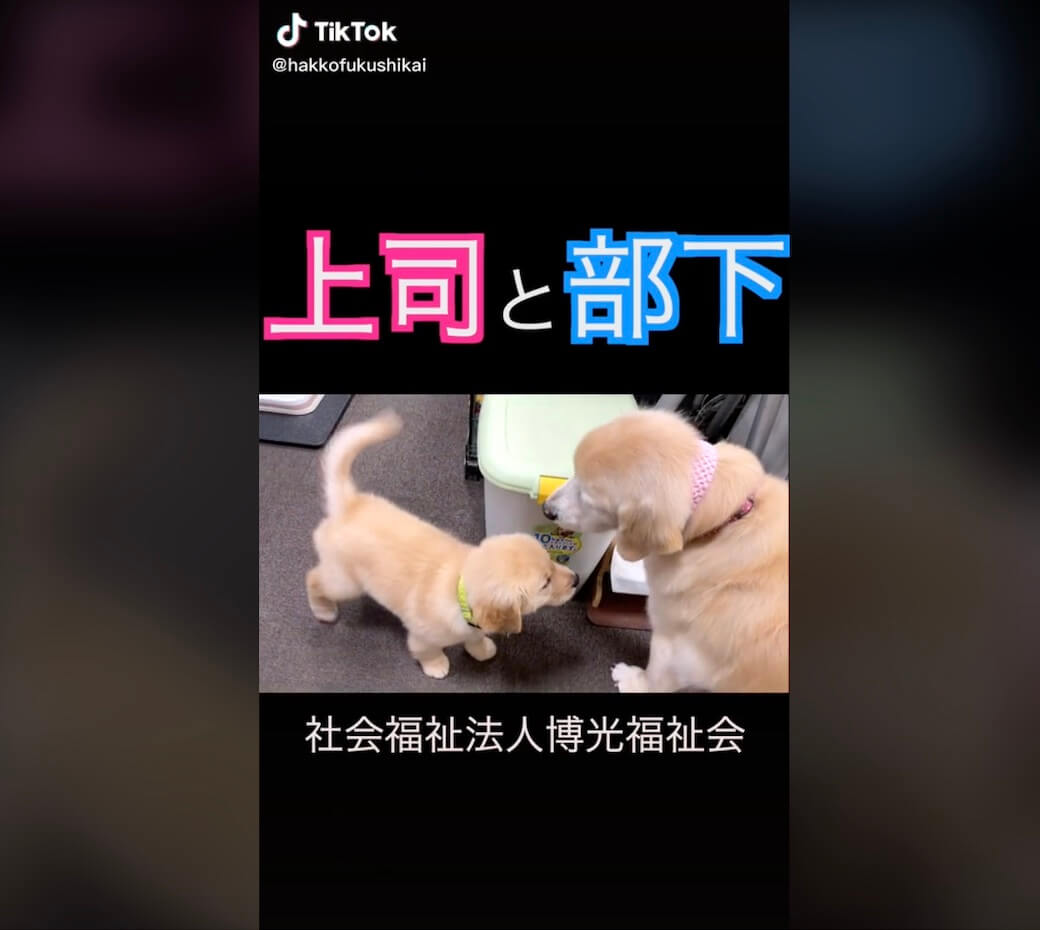 ゴールデンレトリーバー,動画