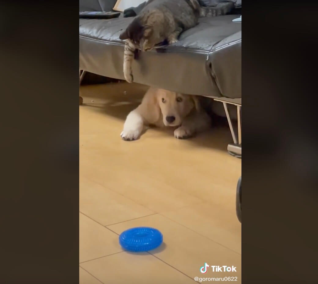 ゴールデンレトリーバー,動画