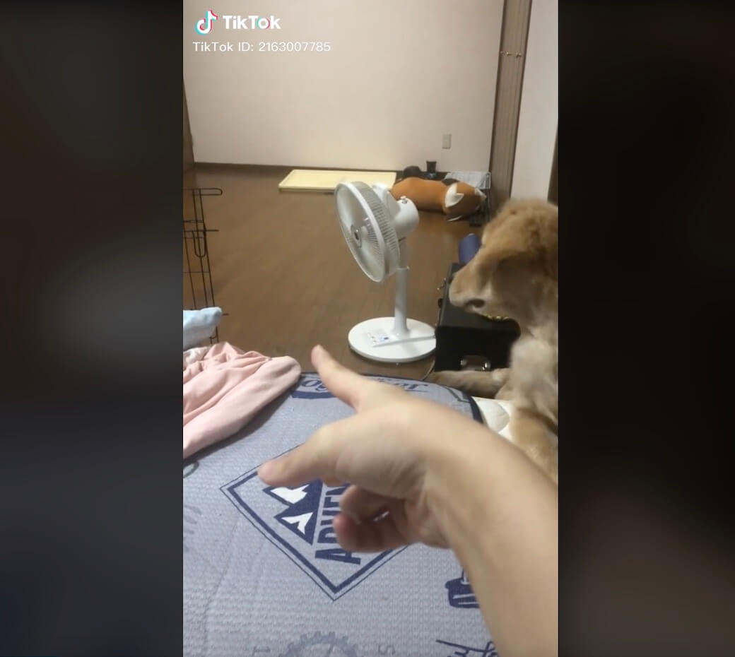 ゴールデンレトリーバー,動画