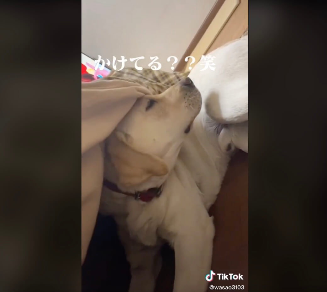 ラブラドールレトリーバー,動画