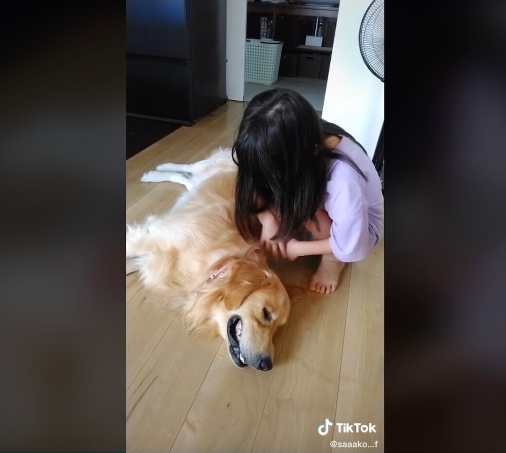 ゴールデンレトリーバー,動画