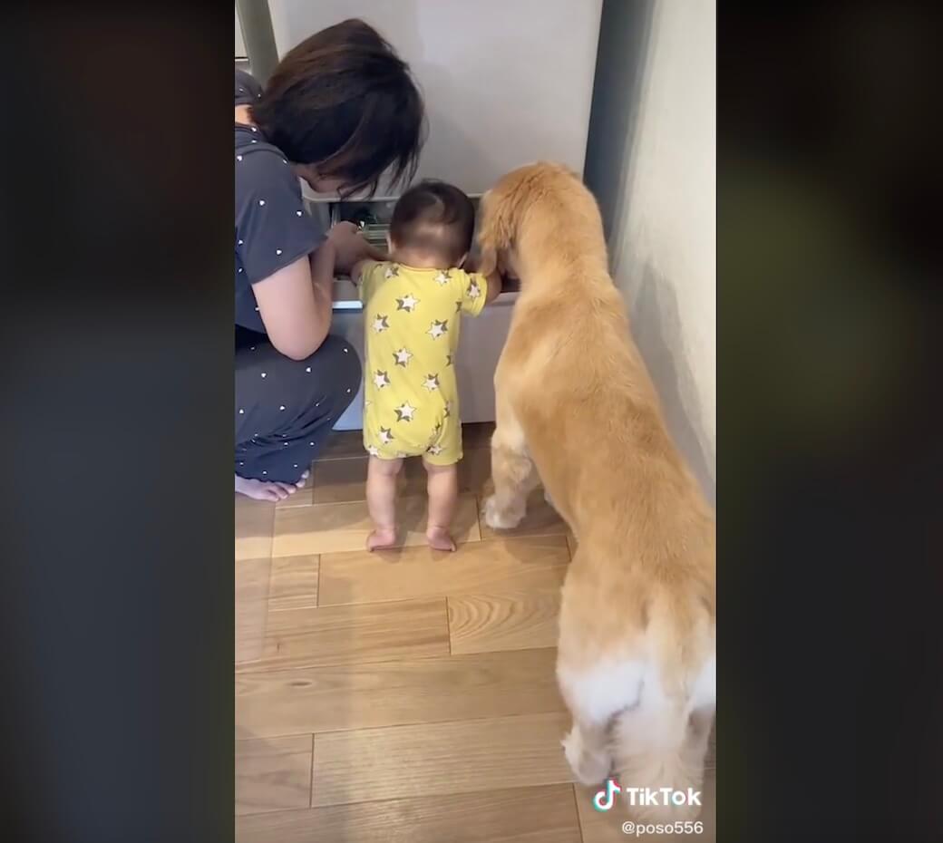 ゴールデンレトリーバー,動画