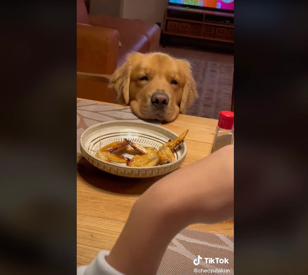 ゴールデンレトリーバー,動画